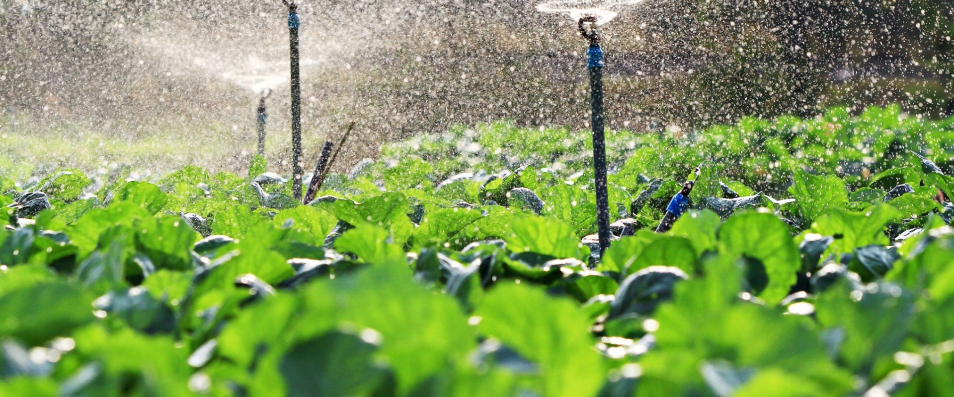 Sprinkler Irrigation Best Practices for Increasing Crop Yields