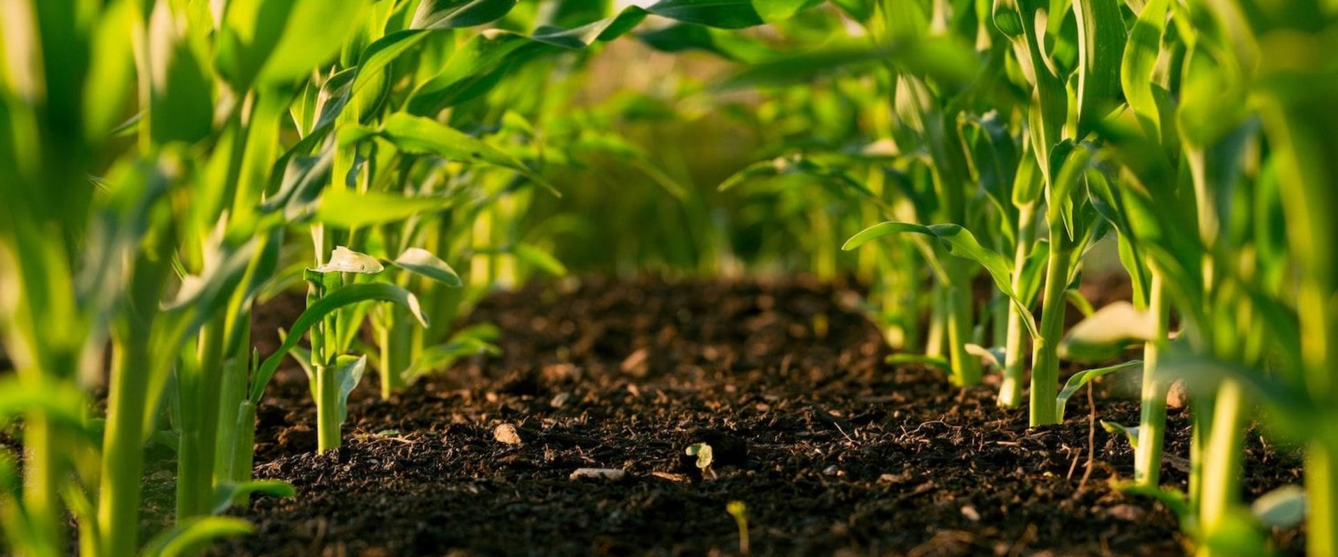Organic Fertilizers and Maximizing Crop Production