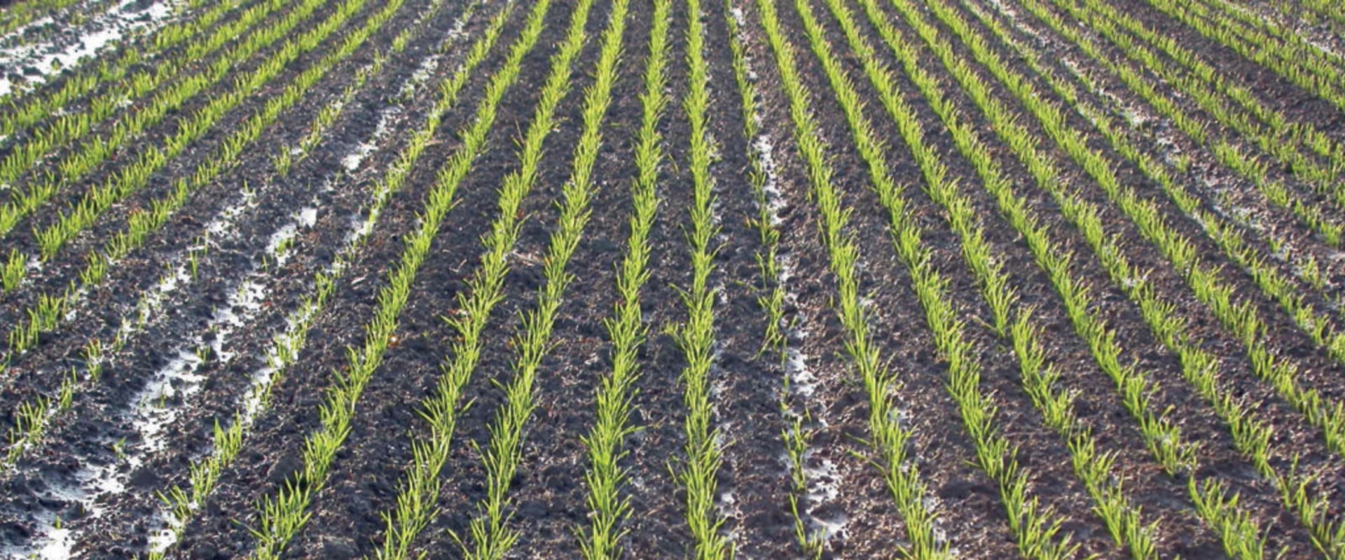 Organic Soil Management Achieving Increased Crop Yields