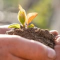 Inorganic Amendments: Understanding Their Benefits for Soil