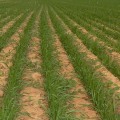 Weed Control Strategies for Maximizing Crop Production