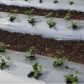 Mulching Techniques for Increasing Crop Yields