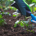 Organic Fertilizers: Everything You Need to Know