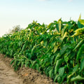 Organic Soil Management – Best Practices for Increasing Crop Yields