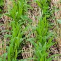 Types of Cover Crops and Best Practices for Increasing Crop Yields