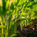 Organic Fertilizers and Maximizing Crop Production