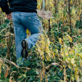 Cover Crop Benefits: Best Practices to Increase Crop Yields
