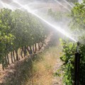 Maximizing Irrigation Efficiency Techniques