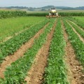 Optimizing Crop Yields Through Crop Rotation