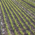 Organic Soil Management: Achieving Increased Crop Yields