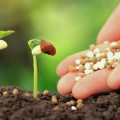 Organic Fertilizers: An Overview of Benefits and Uses