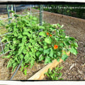 Companion Planting: Maximizing Crop Production