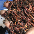 Composting and Vermicomposting: A Comprehensive Overview