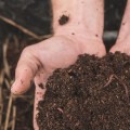 Composting and Vermicomposting for Soil Health Maintenance