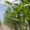 How Foliar Plant Micronutrients Help Increase Yield
