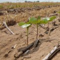 Maximizing Crop Yields Through Rotational Cropping