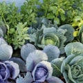 Benefits of Crop Rotation: A Complete Overview
