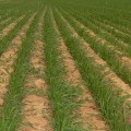 Organic Pest and Weed Control: Best Practices for Increasing Crop Yields
