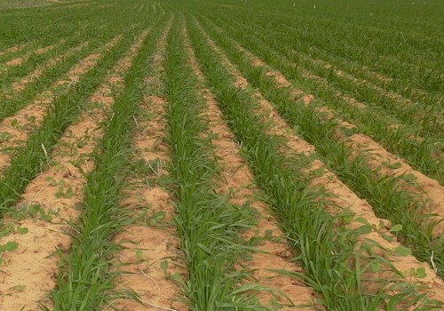 Weed Control Strategies for Maximizing Crop Production