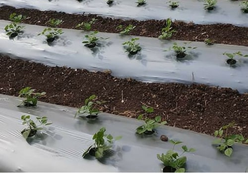 Mulching Techniques for Increasing Crop Yields
