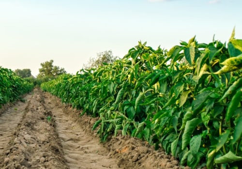 Organic Soil Management – Best Practices for Increasing Crop Yields