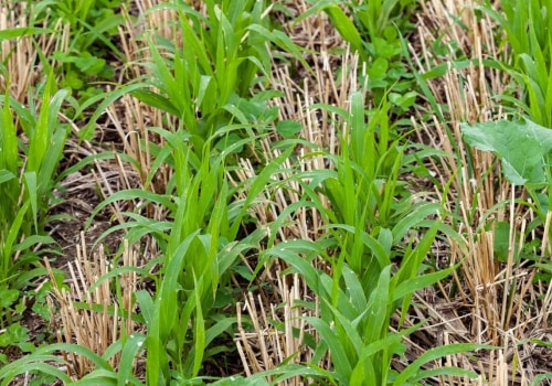 Types of Cover Crops and Best Practices for Increasing Crop Yields