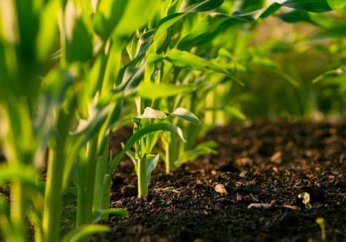 Organic Fertilizers and Maximizing Crop Production