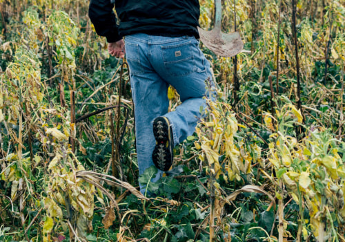 Cover Crop Benefits: Best Practices to Increase Crop Yields
