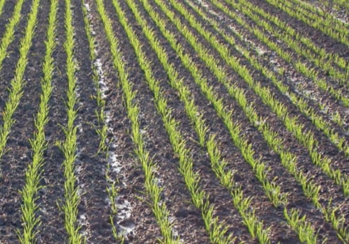 Organic Soil Management: Achieving Increased Crop Yields