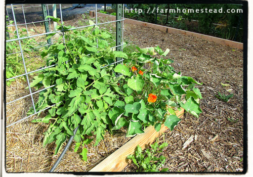 Companion Planting: Maximizing Crop Production
