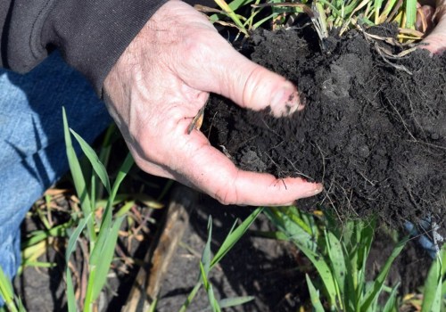Cover Cropping Techniques to Improve Soil Health and Increase Yields