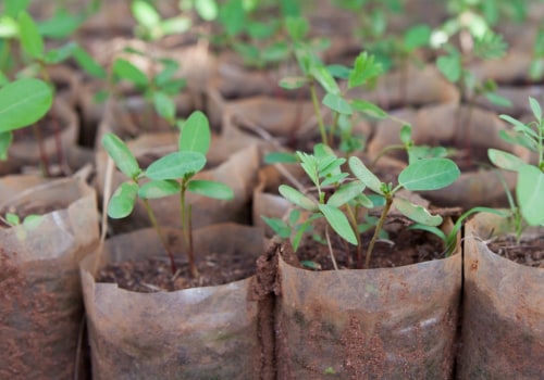 Preventing Soil Erosion - A Comprehensive Guide