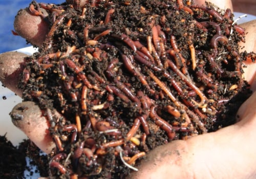 Composting and Vermicomposting: A Comprehensive Overview