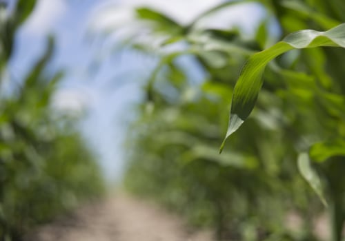 How Foliar Plant Micronutrients Help Increase Yield