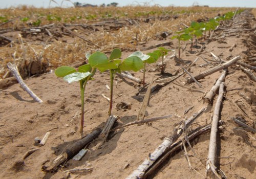 Maximizing Crop Yields Through Rotational Cropping
