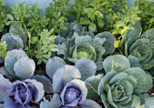 Benefits of Crop Rotation: A Complete Overview