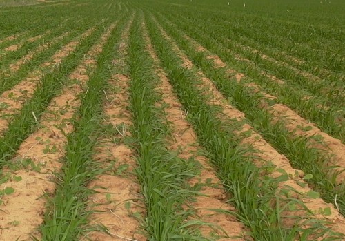Organic Pest and Weed Control: Best Practices for Increasing Crop Yields